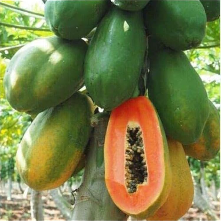 Dwarf Waimanalo Papaya Carica papaya seeds for planting in home garden